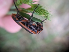 Pyrota tenuicostatis