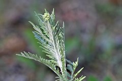 Hymenopappus flavescens