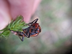 Pyrota tenuicostatis