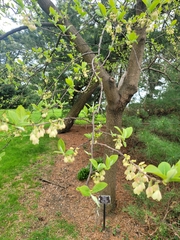 Magnoliopsida