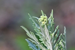 Hymenopappus flavescens