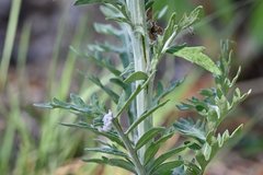 Hymenopappus flavescens