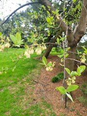 Magnoliopsida