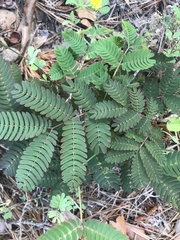 Paraserianthes