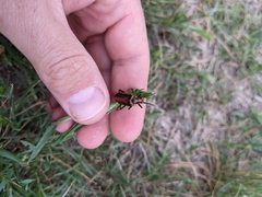 Pyrota tenuicostatis