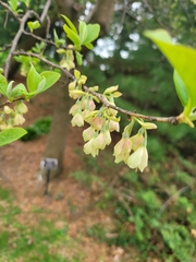 Magnoliopsida