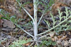 Hymenopappus flavescens