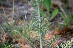 Hymenopappus flavescens