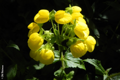 Calceolaria dentata