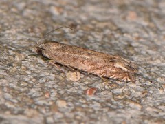 Epiblema minutana