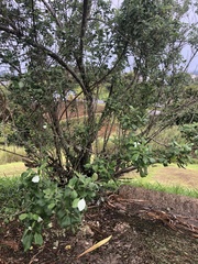 Vitex trifolia