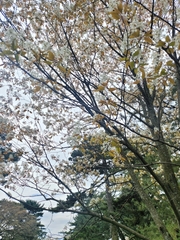 Magnoliopsida
