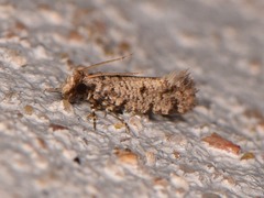 Amydria margoriella