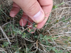 Carlowrightia texana