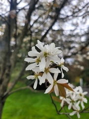 Magnoliopsida