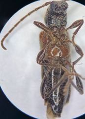 Phymatodes vulneratus
