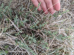 Carlowrightia texana