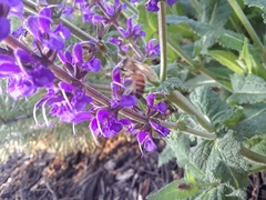 Salvia nemorosa