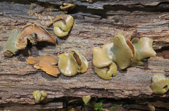 Leotiomycetes