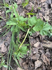 Ranunculus cassubicus