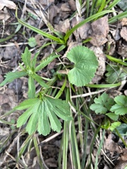 Ranunculus cassubicus