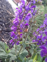 Salvia nemorosa