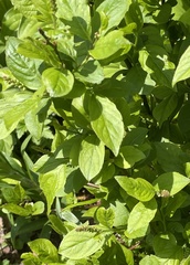 Itea virginica