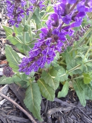 Salvia nemorosa