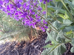 Salvia nemorosa