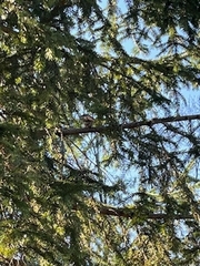 Spizelloides arborea