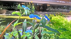 Commelina erecta