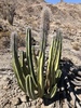 Senita Cactus - Photo (c) Steve Cole, some rights reserved (CC BY-NC), uploaded by Steve Cole