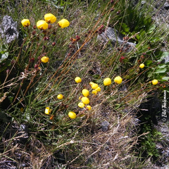 Calceolaria filicaulis luxurians
