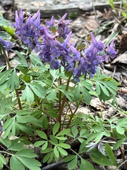 Corydalis solida
