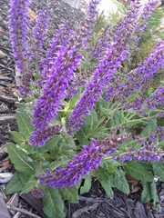 Salvia nemorosa