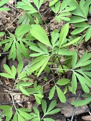 Corydalis solida