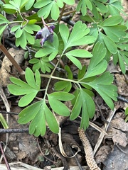 Corydalis solida