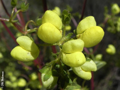Calceolaria glandulosa