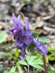 Corydalis solida