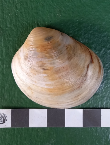 Clementia Shell Clementia papyracea · iNaturalist