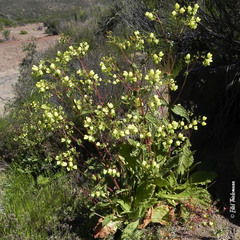Calceolaria glandulosa