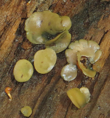 Leotiomycetes