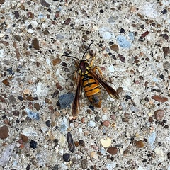 Paranthrene simulans