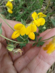 Lotus corniculatus corniculatus