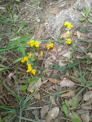Lotus corniculatus corniculatus
