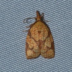 Cenopis reticulatana