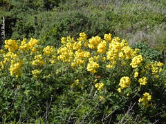 Calceolaria integrifolia
