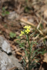 Erysimum sylvestre