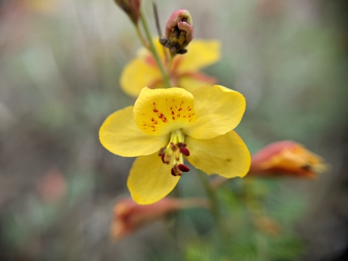 Image of Hoffmannseggia drummondii by (c) Cleveland Powell, some rights reserved (CC BY)