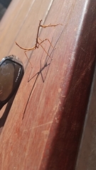 Austrovates variegata